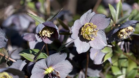 ブルームメンバー: 宇宙の果てで見つけた謎の花